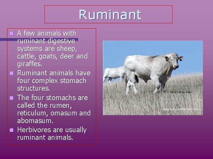 Ruminant n n A few animals with ruminant digestive systems are sheep, cattle, goats,