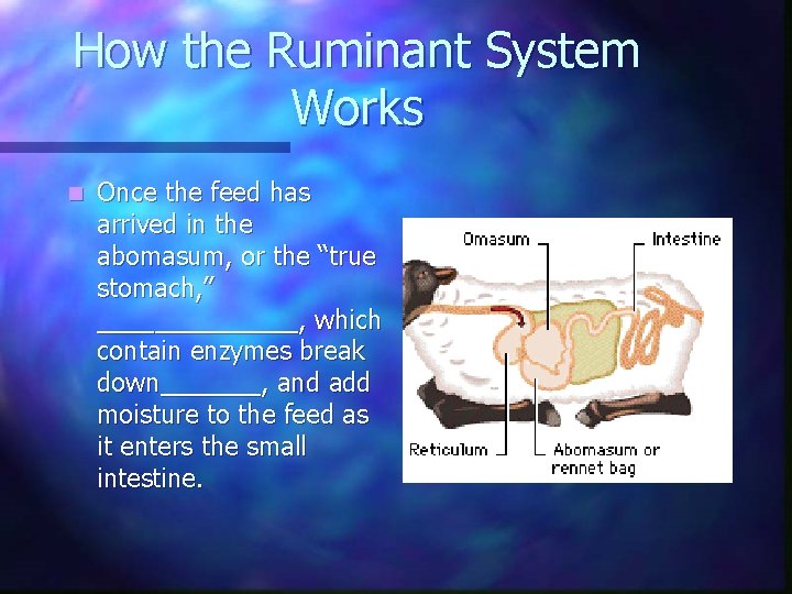 How the Ruminant System Works n Once the feed has arrived in the abomasum,