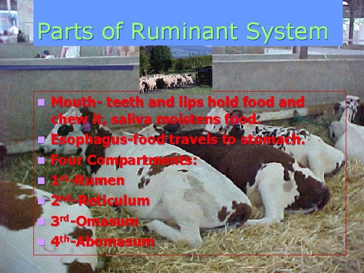 Parts of Ruminant System n n n n Mouth- teeth and lips hold food