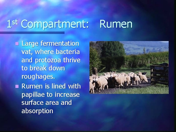 1 st Compartment: Rumen Large fermentation vat, where bacteria and protozoa thrive to break