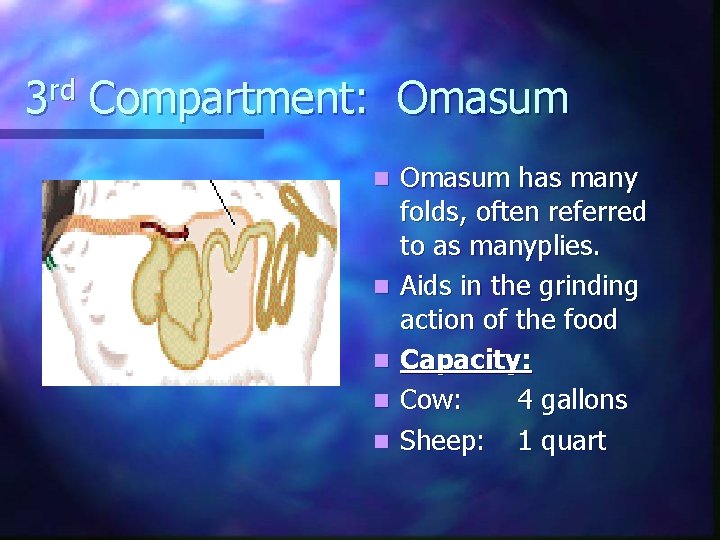 3 rd Compartment: Omasum n n n Omasum has many folds, often referred to