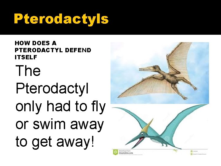 Pterodactyls HOW DOES A PTERODACTYL DEFEND ITSELF The Pterodactyl only had to fly or