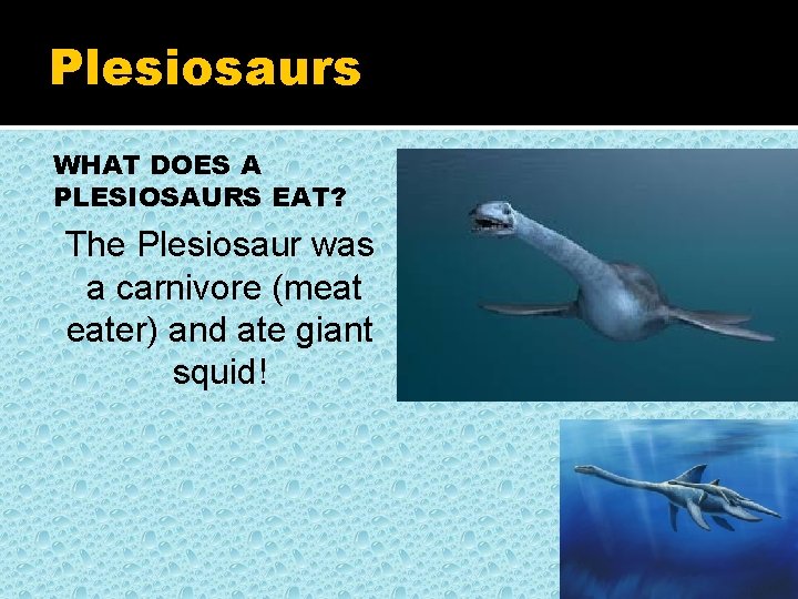 Plesiosaurs WHAT DOES A PLESIOSAURS EAT? The Plesiosaur was a carnivore (meat eater) and