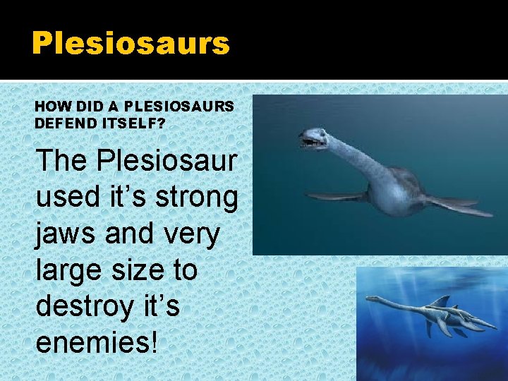 Plesiosaurs HOW DID A PLESIOSAURS DEFEND ITSELF? The Plesiosaur used it’s strong jaws and