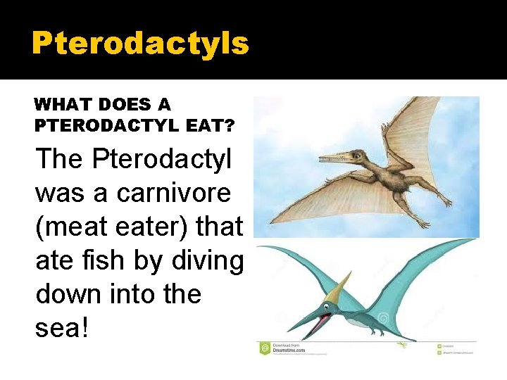 Pterodactyls WHAT DOES A PTERODACTYL EAT? The Pterodactyl was a carnivore (meat eater) that