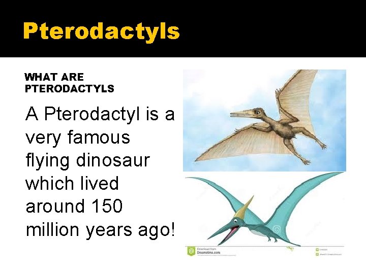 Pterodactyls WHAT ARE PTERODACTYLS A Pterodactyl is a very famous flying dinosaur which lived