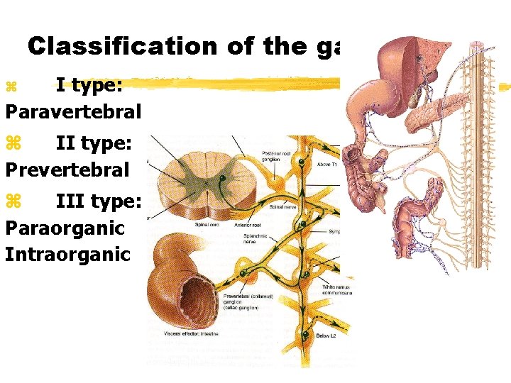 Classification of the ganglions I type: Paravertebral z z II type: Prevertebral z III