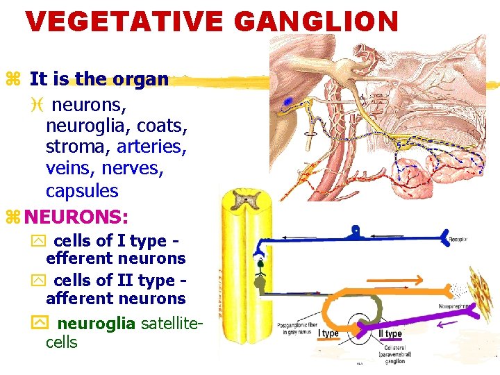 VEGETATIVE GANGLION z It is the organ i neurons, neuroglia, coats, stroma, arteries, veins,