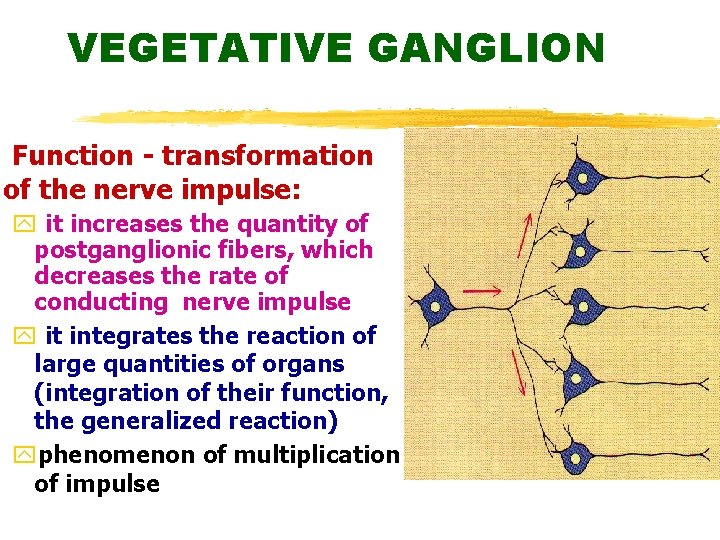 VEGETATIVE GANGLION Function - transformation of the nerve impulse: y it increases the quantity