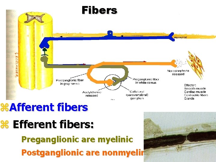 Fibers z. Afferent fibers z Efferent fibers: Preganglionic аrе myelinic Postganglionic аrе nonmyelinic 