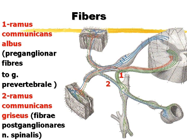 1 -ramus communicans albus (preganglionar fibres to g. prevertebrale ) 2 -ramus communicans griseus