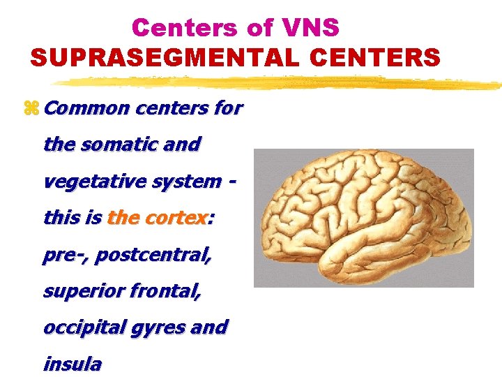 Centers of VNS SUPRASEGMENTAL CENTERS z Common centers for the somatic and vegetative system