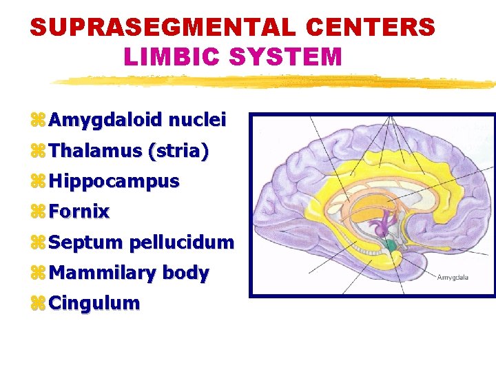 SUPRASEGMENTAL CENTERS LIMBIC SYSTEM z Amygdaloid nuclei z Thalamus (stria) z Hippocampus z Fornix