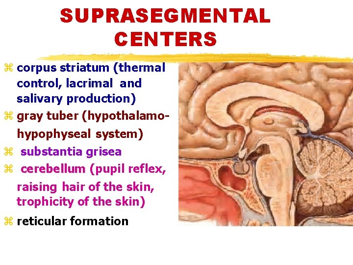 SUPRASEGMENTAL CENTERS z corpus striatum (thermal control, lacrimal and salivary production) z gray tuber