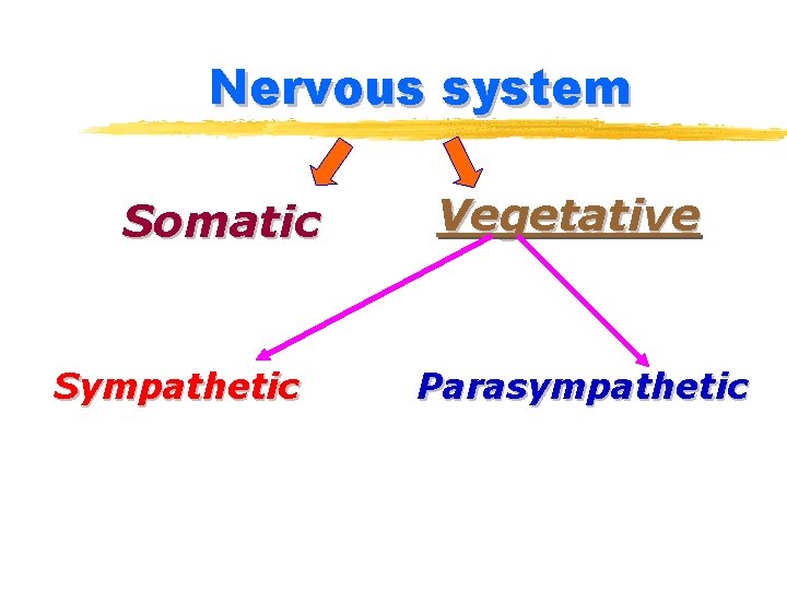 Nervous system Somatic Sympathetic Vegetative Parasympathetic 