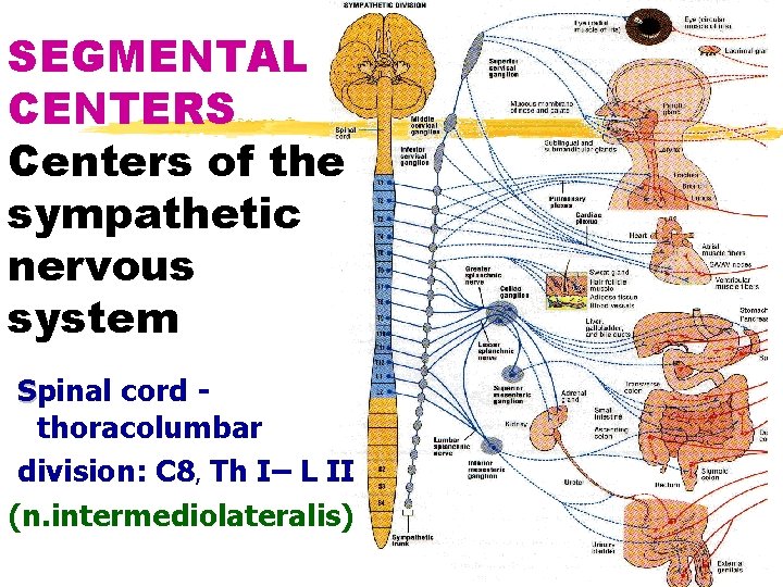 SEGMENTAL CENTERS Centers of the sympathetic nervous system Spinal cord thoracolumbar division: C 8,