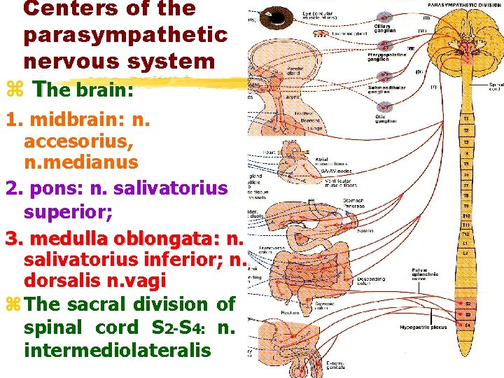 Centers of the parasympathetic nervous system z The brain: 1. midbrain: n. accesorius, n.