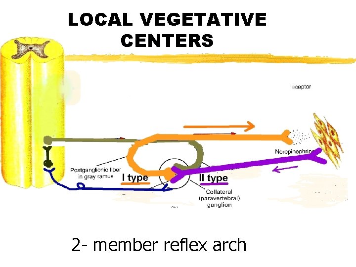 LOCAL VEGETATIVE CENTERS 2 - member reflex arch 