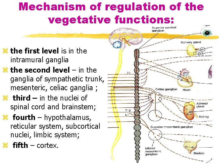 Mechanism of regulation of the vegetative functions: z the first level is in the