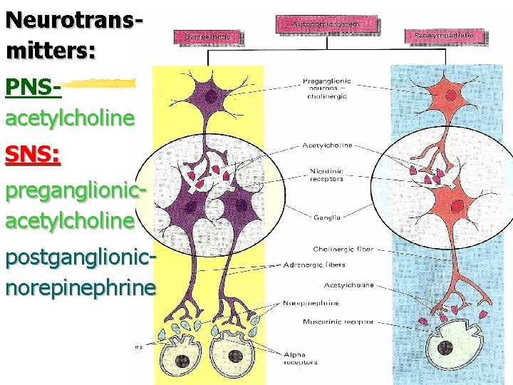 Neurotransmitters: PNSacetylcholine SNS: preganglionicacetylcholine postganglionicnorepinephrine 