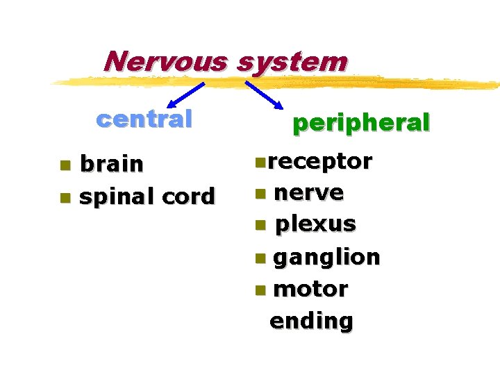 Nervous system central n n brain spinal cord peripheral nreceptor nerve n plexus n