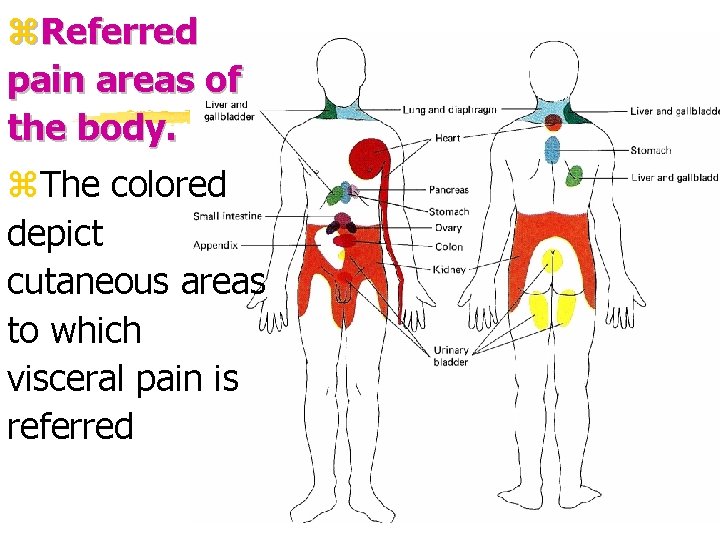 z. Referred pain areas of the body. z. The colored depict cutaneous areas to