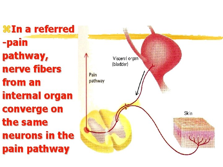 z. In a referred -pain pathway, nerve fibers from an internal organ converge on