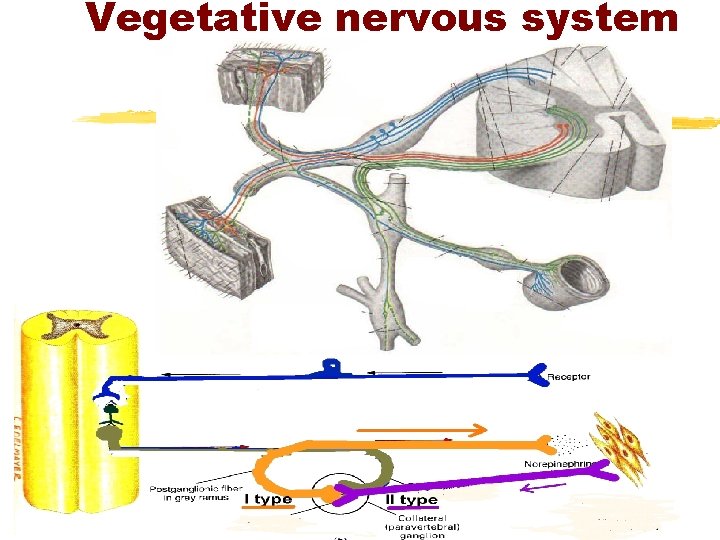Vegetative nervous system 