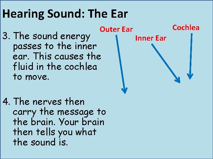 Hearing Sound: The Ear Outer Ear 3. The sound energy passes to the inner Hearing Sound: The Ear Outer Ear 3. The sound energy passes to the inner