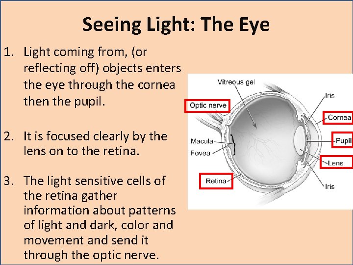 Seeing Light: The Eye 1. Light coming from, (or reflecting off) objects enters the Seeing Light: The Eye 1. Light coming from, (or reflecting off) objects enters the