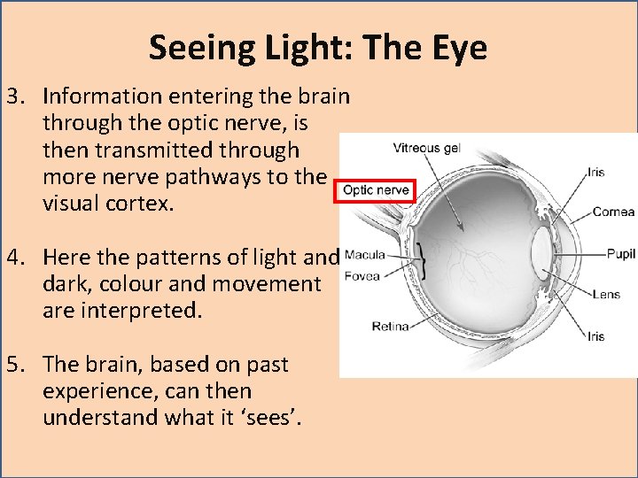 Seeing Light: The Eye 3. Information entering the brain through the optic nerve, is Seeing Light: The Eye 3. Information entering the brain through the optic nerve, is