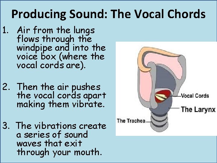 Producing Sound: The Vocal Chords 1. Air from the lungs flows through the windpipe Producing Sound: The Vocal Chords 1. Air from the lungs flows through the windpipe