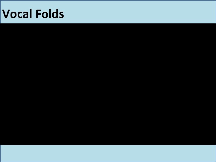 Vocal Folds Vocal Folds