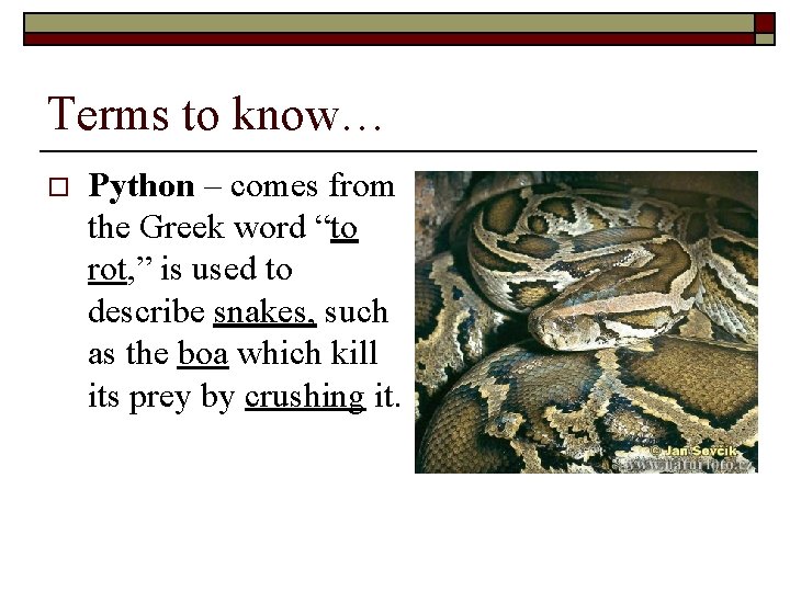 Terms to know… o Python – comes from the Greek word “to rot, ”