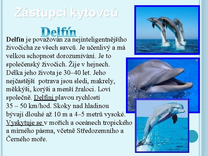 Zástupci kytovců Delfín je považován za nejinteligentnějšího živočicha ze všech savců. Je učenlivý a
