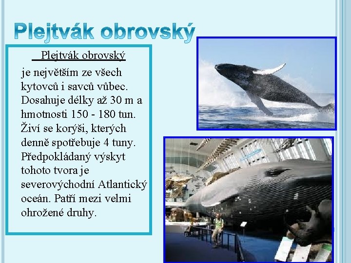  Plejtvák obrovský je největším ze všech kytovců i savců vůbec. Dosahuje délky až