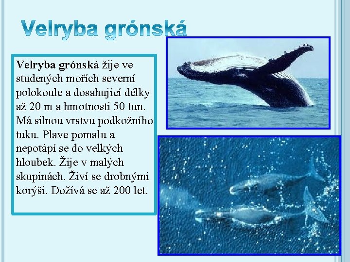 Velryba grónská žije ve studených mořích severní polokoule a dosahující délky až 20 m
