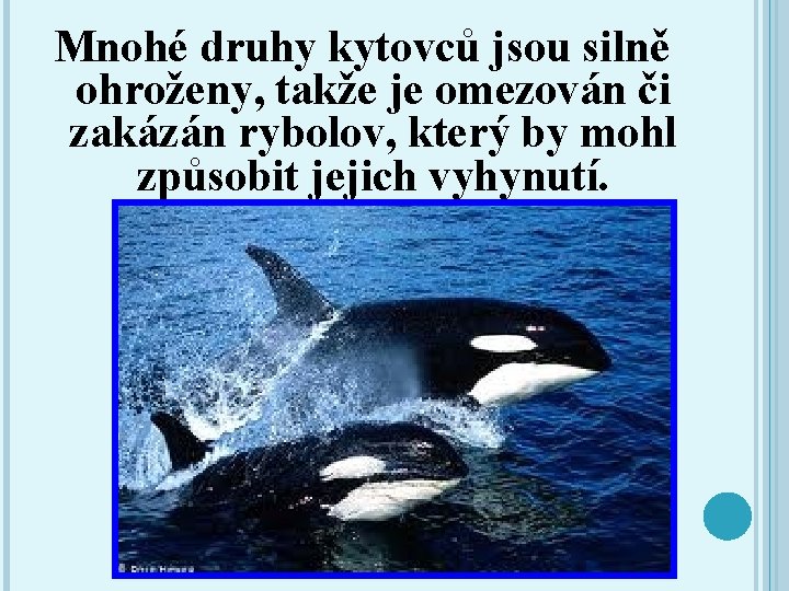 Mnohé druhy kytovců jsou silně ohroženy, takže je omezován či zakázán rybolov, který by