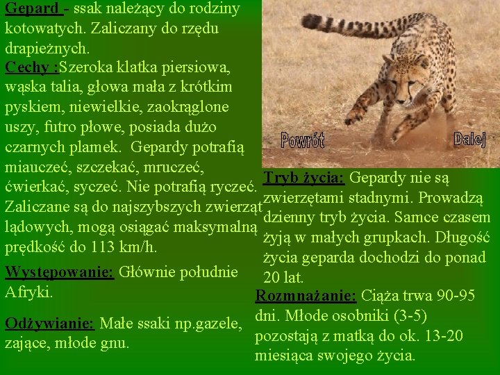 Gepard - ssak należący do rodziny kotowatych. Zaliczany do rzędu drapieżnych. Cechy : Szeroka