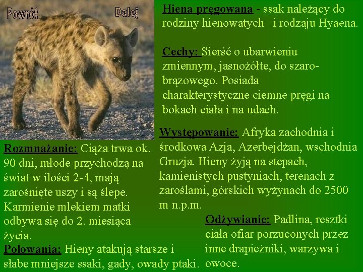 Hiena pręgowana - ssak należący do rodziny hienowatych i rodzaju Hyaena. Cechy: Sierść o