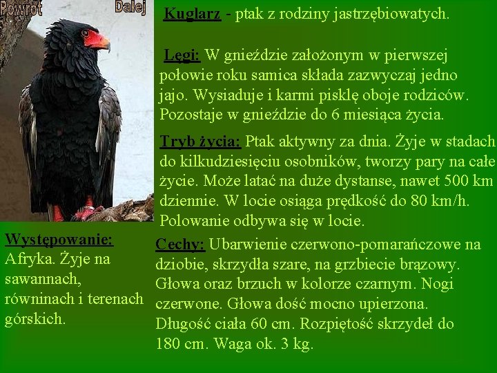 Kuglarz - ptak z rodziny jastrzębiowatych. Lęgi: W gnieździe założonym w pierwszej połowie roku