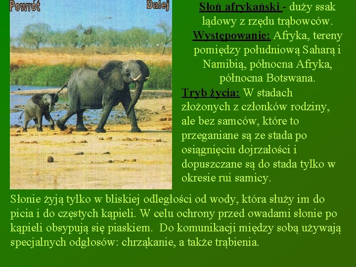 Słoń afrykański - duży ssak lądowy z rzędu trąbowców. Występowanie: Afryka, tereny pomiędzy południową