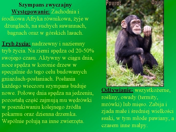 Szympans zwyczajny Występowanie: Zachodnia i środkowa Afryka równikowa, żyje w dżunglach, na suchych sawannach,