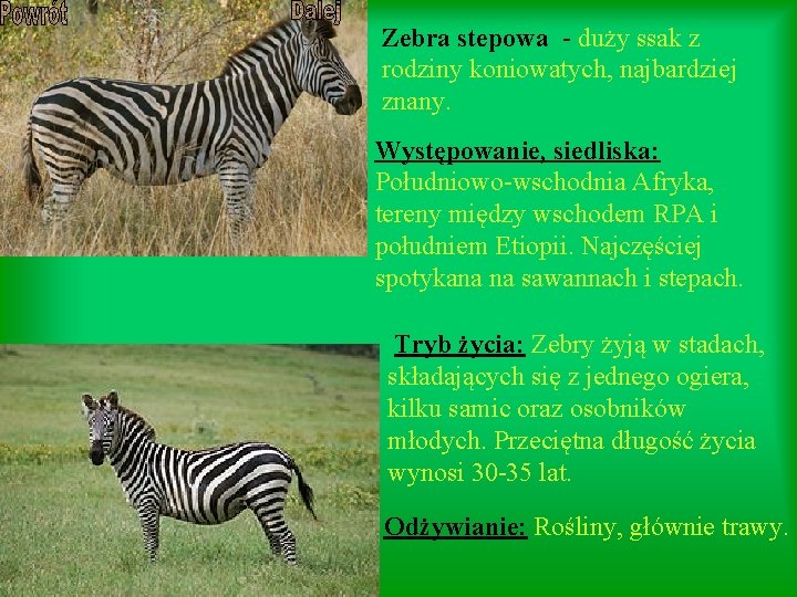 Zebra stepowa - duży ssak z rodziny koniowatych, najbardziej znany. Występowanie, siedliska: Południowo-wschodnia Afryka,