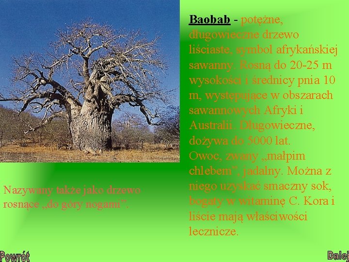 Nazywany także jako drzewo rosnące „do góry nogami”. Baobab - potężne, długowieczne drzewo liściaste,