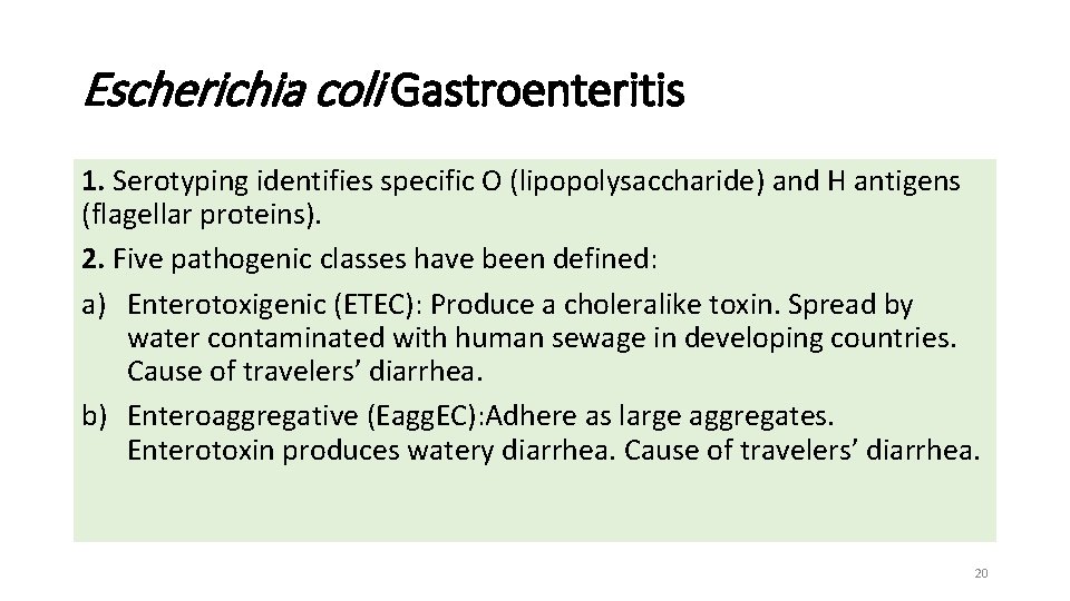 Escherichia coli Gastroenteritis 1. Serotyping identifies specific O (lipopolysaccharide) and H antigens (flagellar proteins).