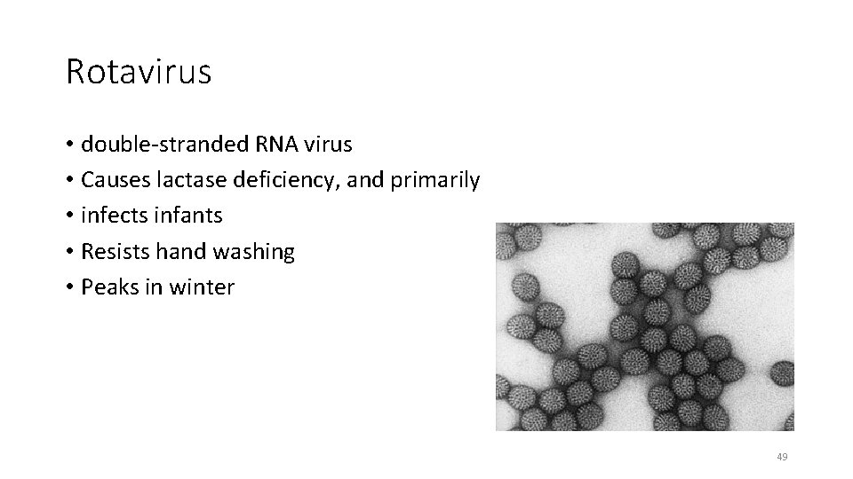Rotavirus • double-stranded RNA virus • Causes lactase deficiency, and primarily • infects infants