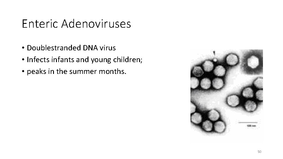 Enteric Adenoviruses • Doublestranded DNA virus • Infects infants and young children; • peaks