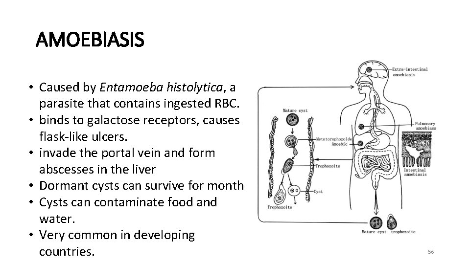 AMOEBIASIS • Caused by Entamoeba histolytica, a parasite that contains ingested RBC. • binds