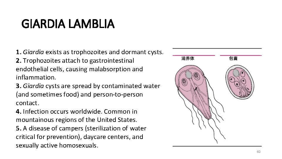 GIARDIA LAMBLIA 1. Giardia exists as trophozoites and dormant cysts. 2. Trophozoites attach to